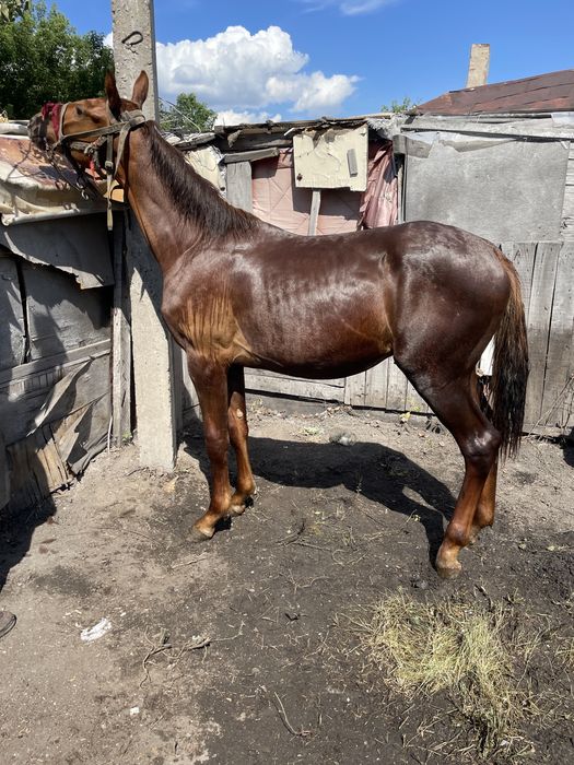 Продам английского жеребенка