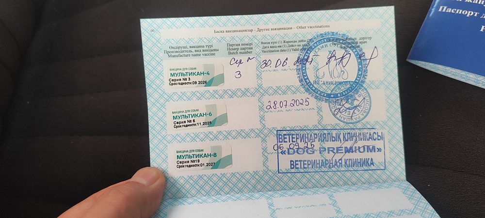 Продам щенка Спаниеля