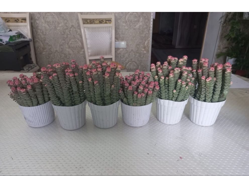 Комнатные цветы . Бөлме гүлдері