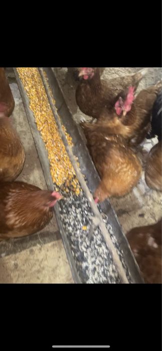 Яйцо домашнее свежее