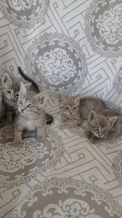 Отдам котят в хороший руки