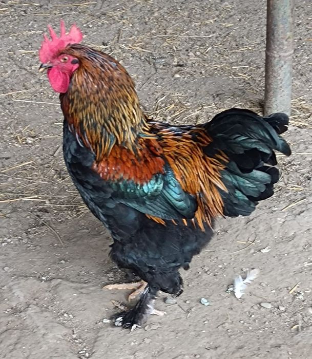 Cocoși tineri de vânzare