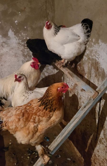 Осы тауықтардың жұмыртқасы сатылады