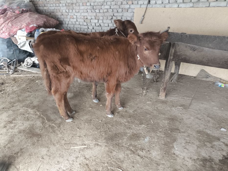 Гуножинлар сотилади