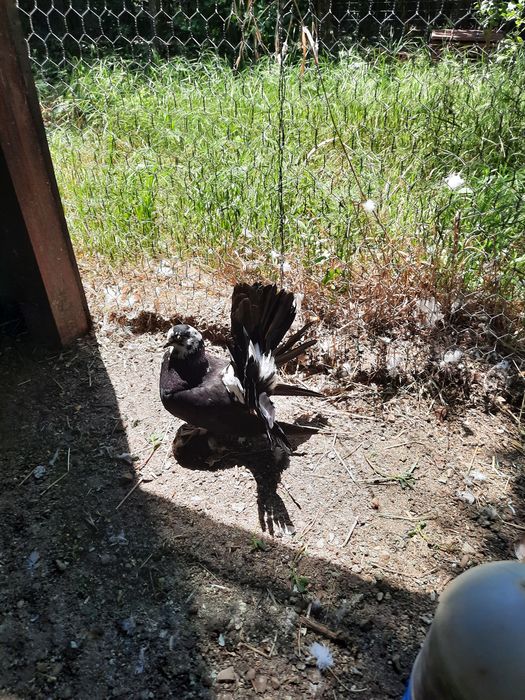 Porumbei king și voltați sănătoși