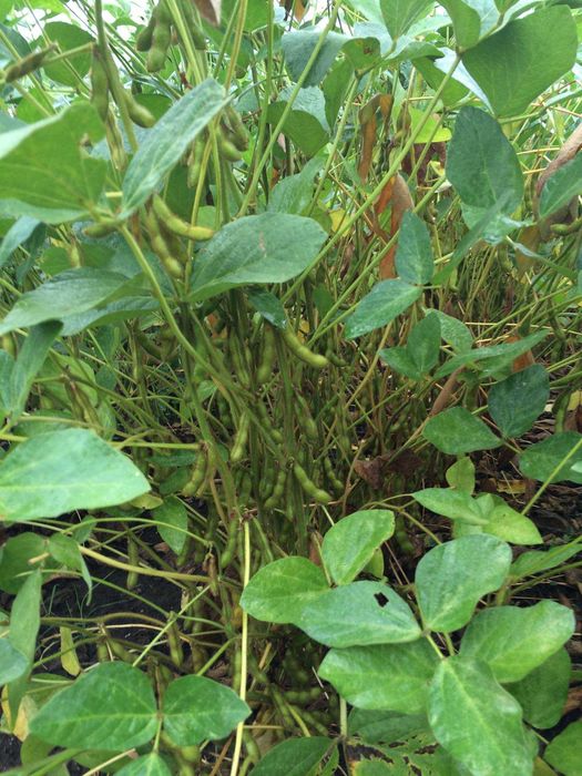 vand soia boabe din productie proprie