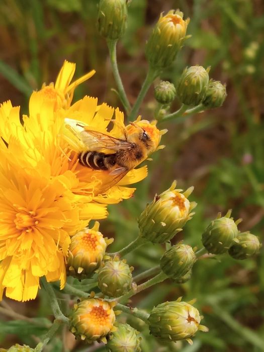 Натуральный мёд!