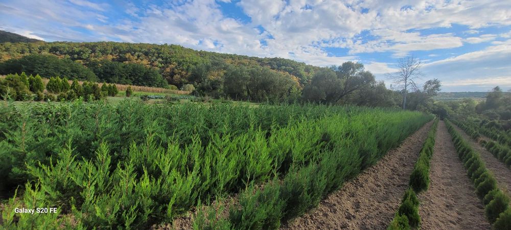 Leylandii pentru gard viu