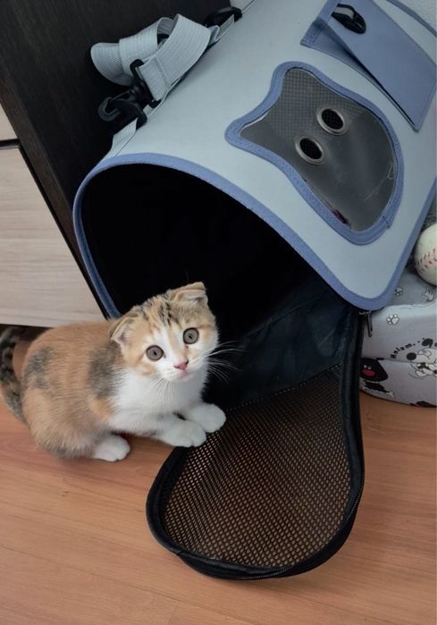 Продам кошку  (британка)