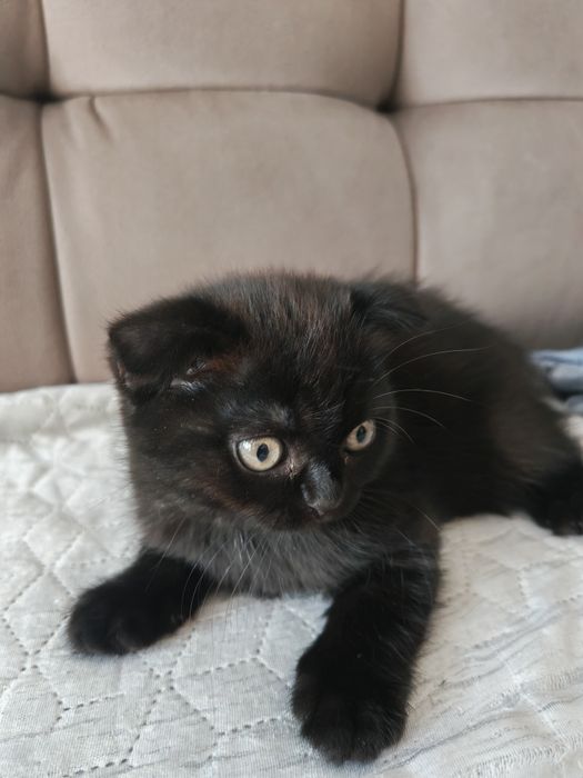 Продам двух вислоухих котят.