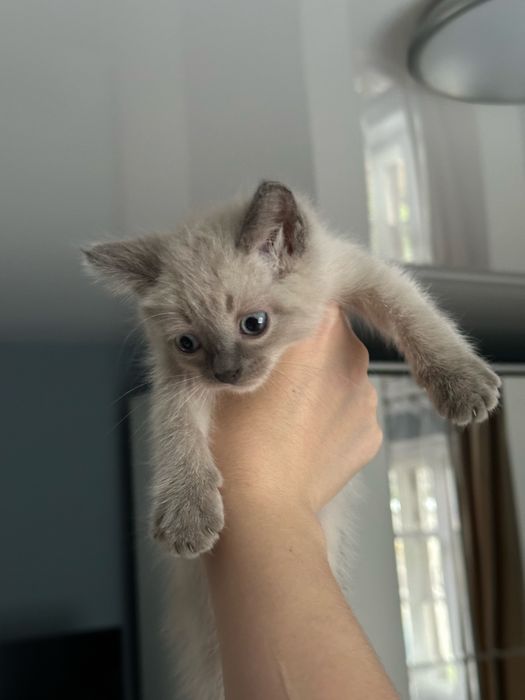 Отдам котяток в добрые руки