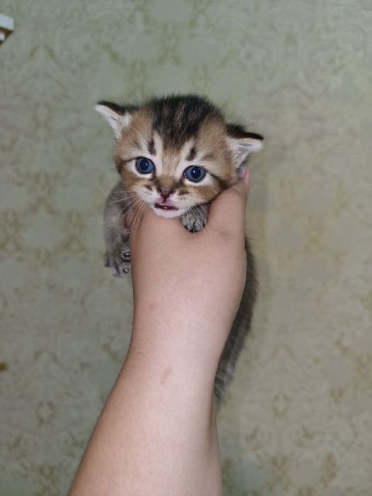 Котята под бронь