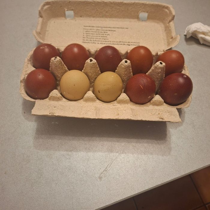 Gaini Marans negru și negru aramiu