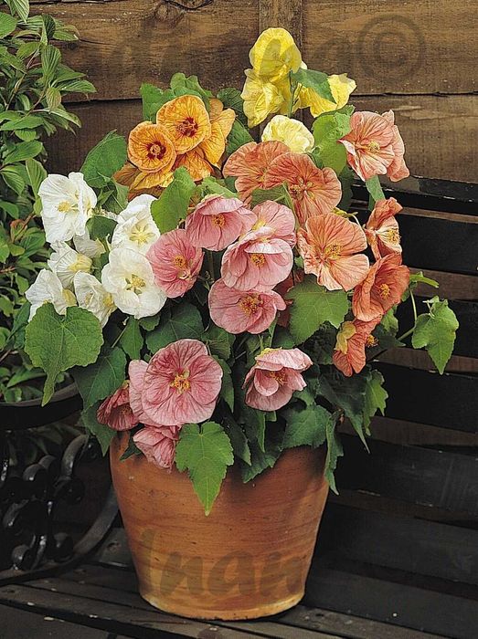 Plic 250 Seminte Abutilon