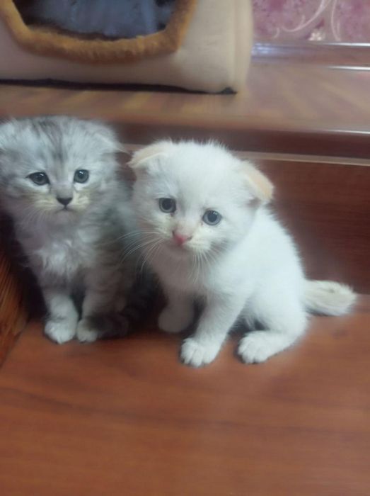 Продаётся породистые котята