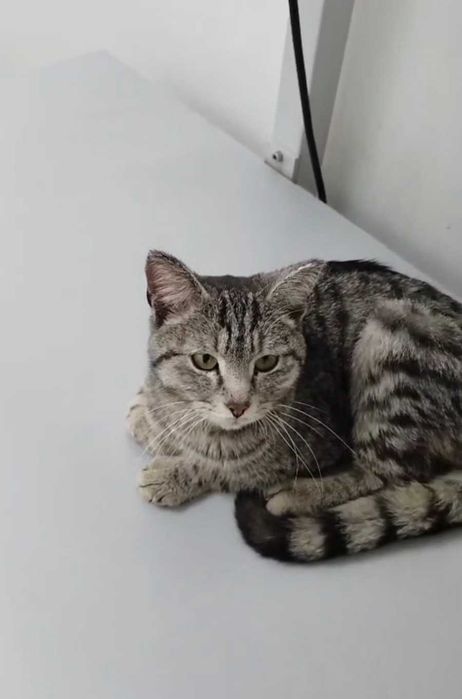 Ласковый котик ищет дом