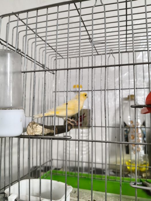 Продам самочек конореек