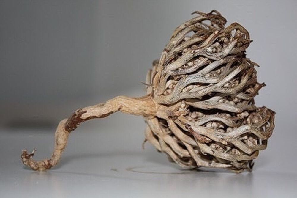 Каф марьям, оригинал