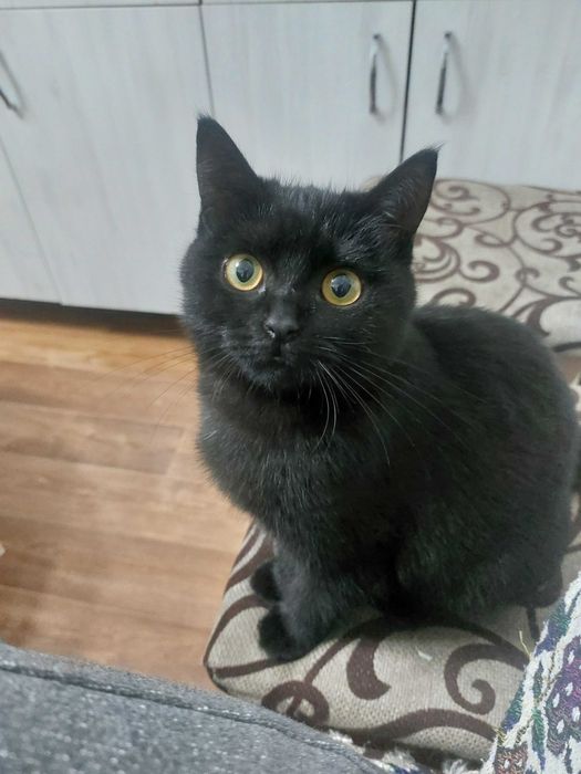 Отдам кошечку в добрые руки