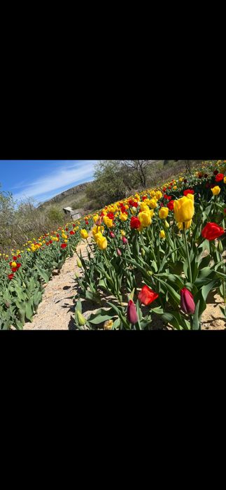 Луковицы тюльпанов