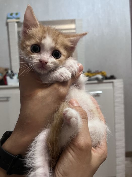 Котенок. Мальчик