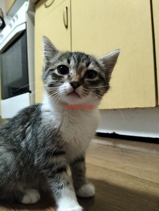 Отдам котят  !!!