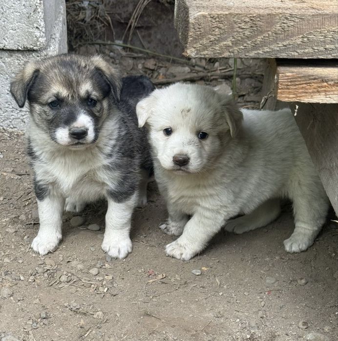 Отдам щенков 1,5 мес