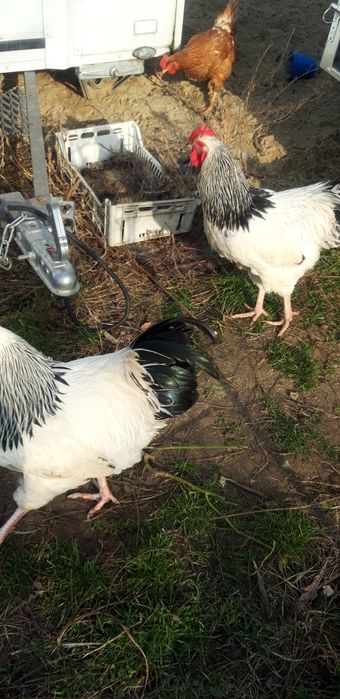 Vand cocos sussex sau schimb