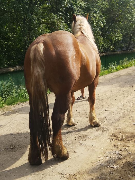 Vând sau schimb armăsar