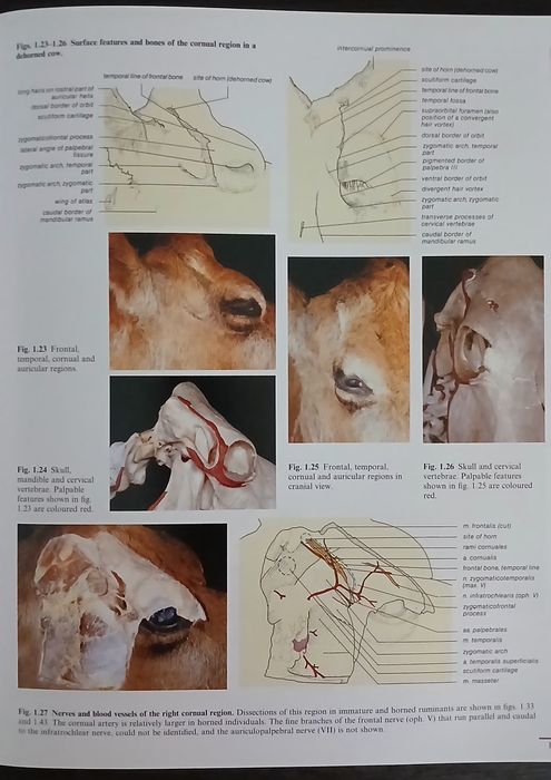 Цветни атласи по ветеринарна анатомия