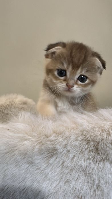 Продается милая шиншилла золотая