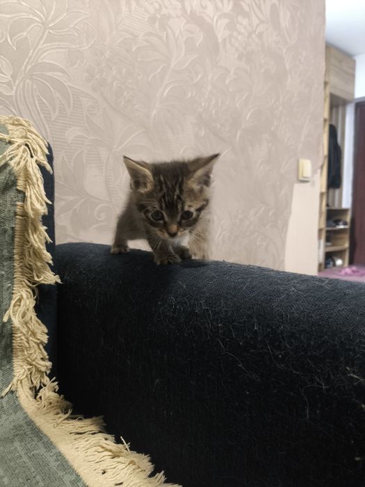 Отдам котят в добрые руки