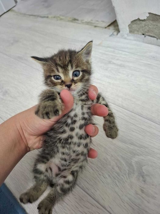 отдам котят в добрые руки