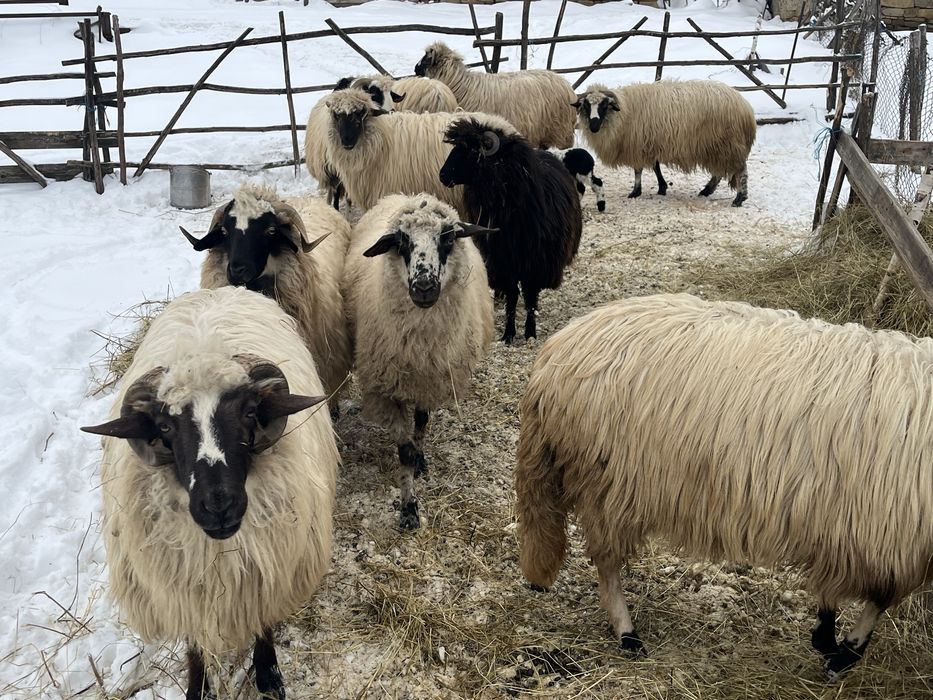 vand 9 oi si un berbece