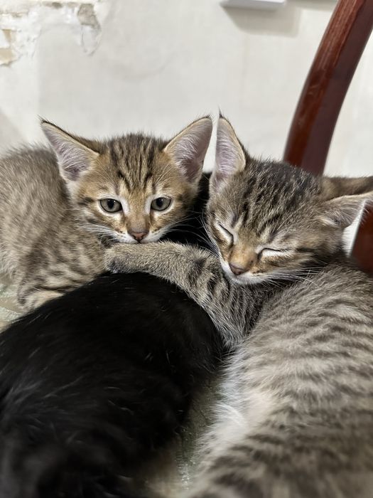 Отдам котят бесплатно