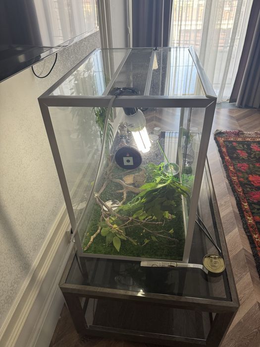 Продается хамелеон вместе с аквариумом 60х40