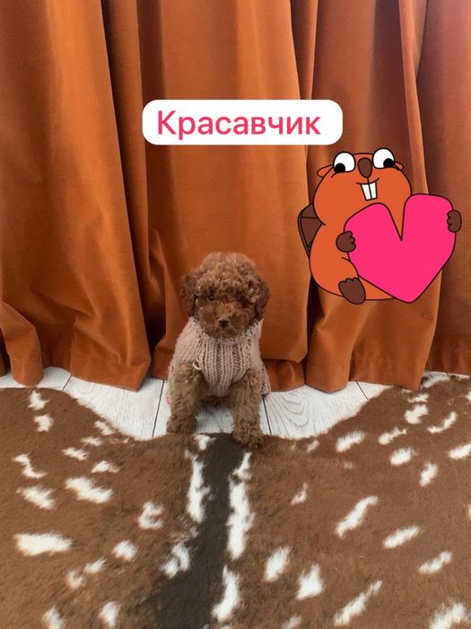 Той Пудель Мальчики  Шикарные