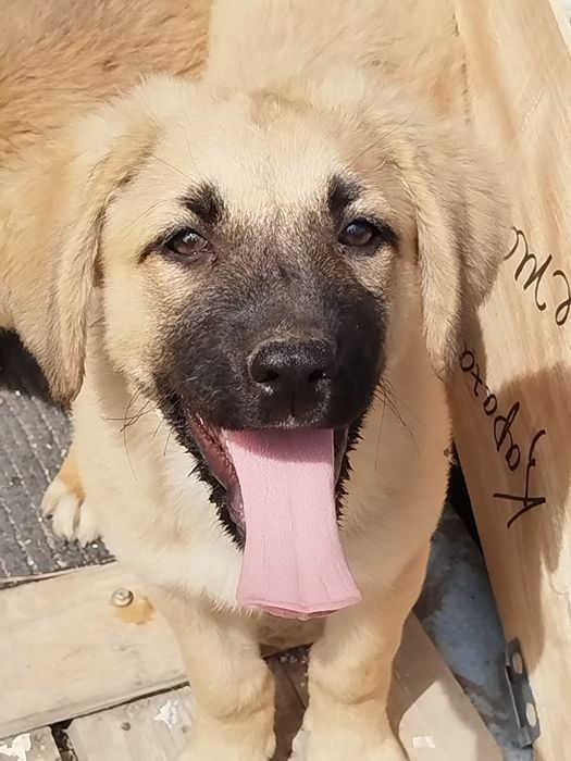 В очень добрые руки