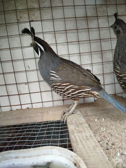 Продам Калифорниских перепелов