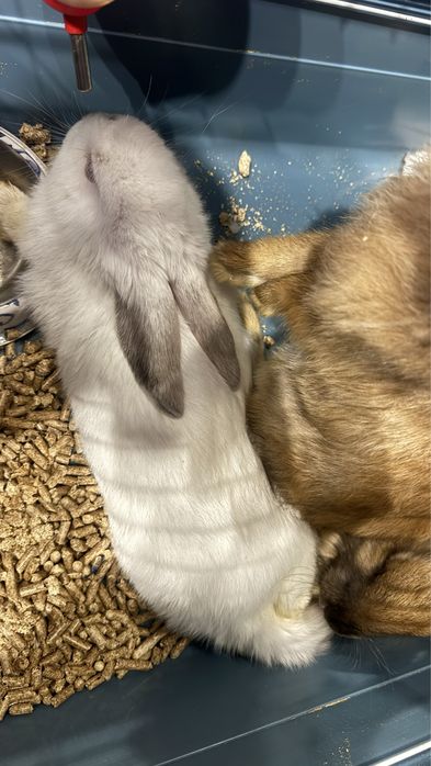 кролики 3 месяца