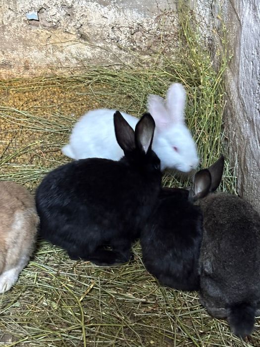 Кролики фландеры