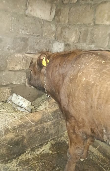 Продам быка февральский