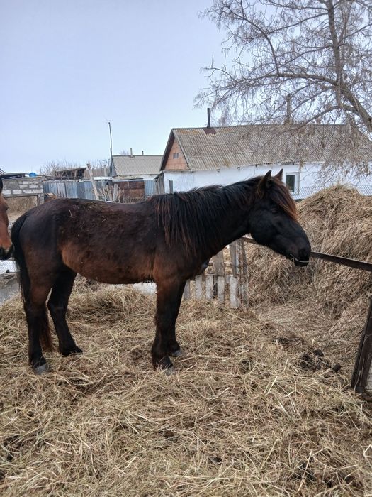 Жылқылар сатылады продам лошадей