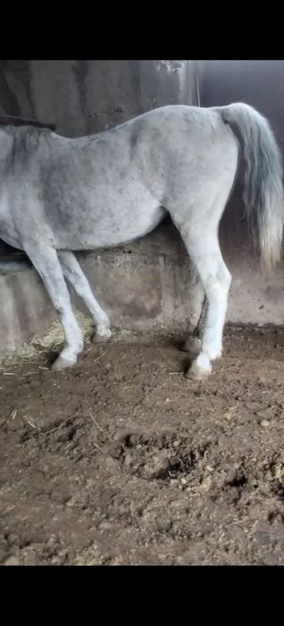 Семіз бордақы бие сатылады срочна