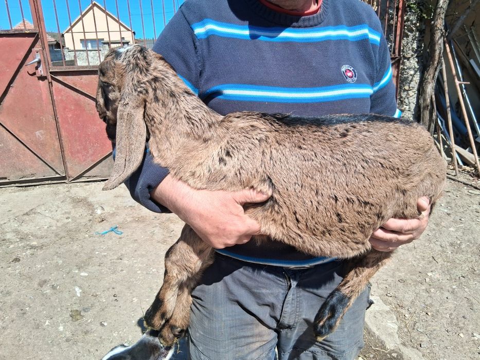 Țapișor de 2 luni de vânzare