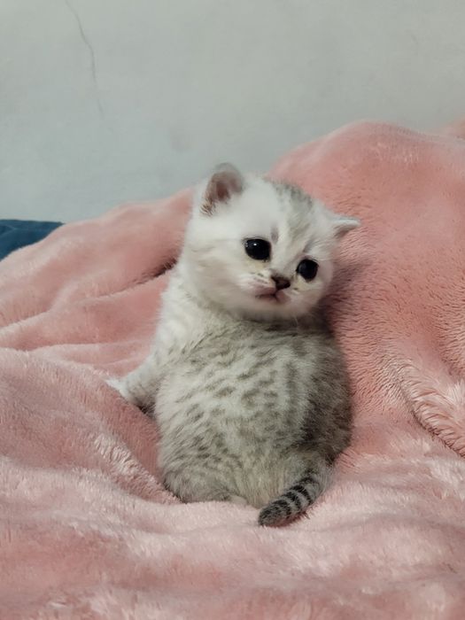 Шиншилла бринтанская