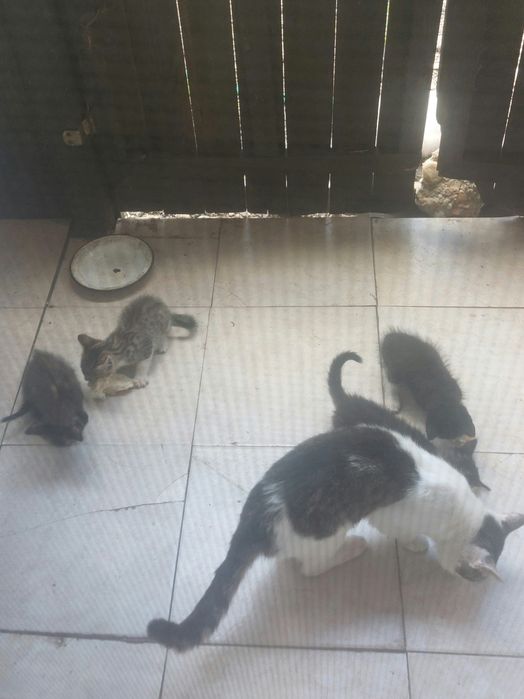 Donez pui de pisică