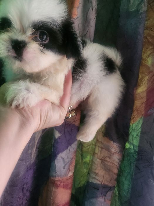 Baiat shihtzu dragut