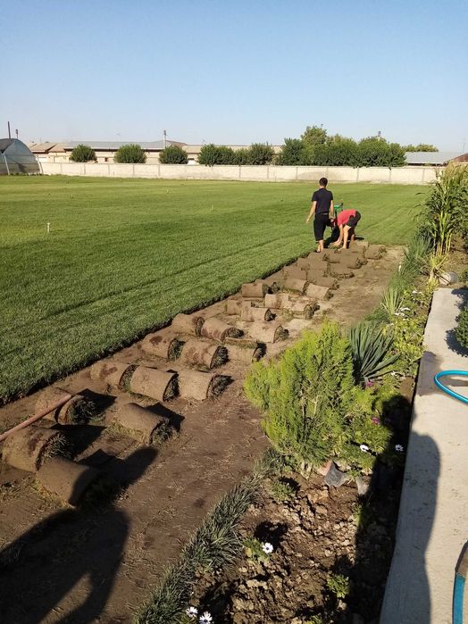 GAZON  arzon va sifatli hazon ekamiz