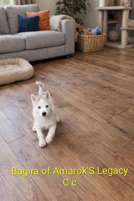 БЕБЕТА Сибирско хъски